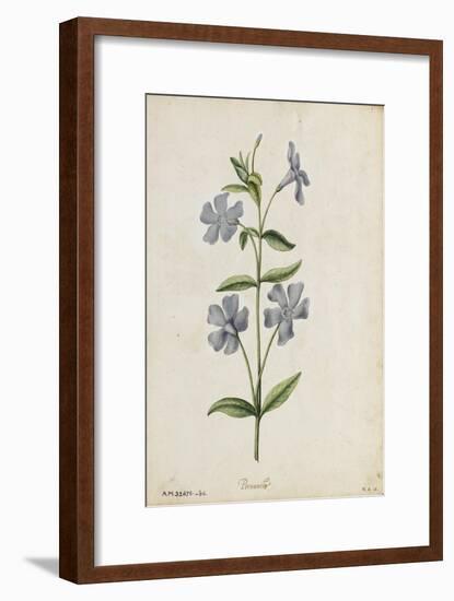 Botanical Study of Periwinkle-Jacques Le Moyne De Morgues-Framed Giclee Print