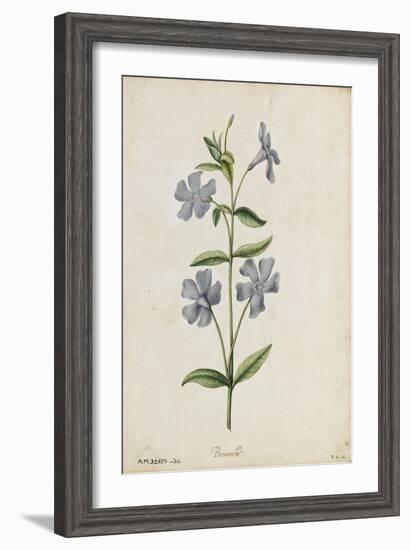 Botanical Study of Periwinkle-Jacques Le Moyne De Morgues-Framed Giclee Print