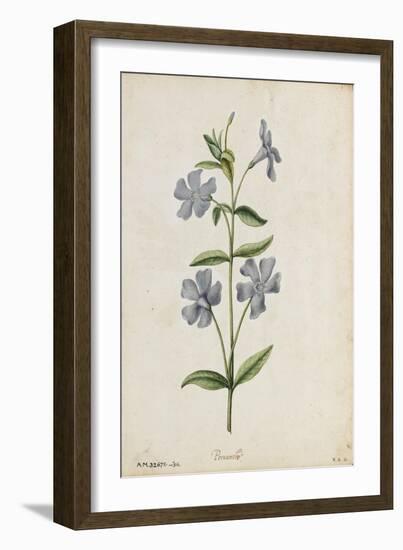 Botanical Study of Periwinkle-Jacques Le Moyne De Morgues-Framed Giclee Print