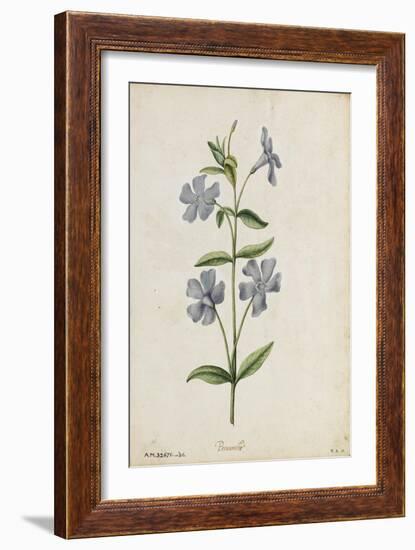 Botanical Study of Periwinkle-Jacques Le Moyne De Morgues-Framed Giclee Print