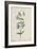 Botanical Study of Periwinkle-Jacques Le Moyne De Morgues-Framed Giclee Print