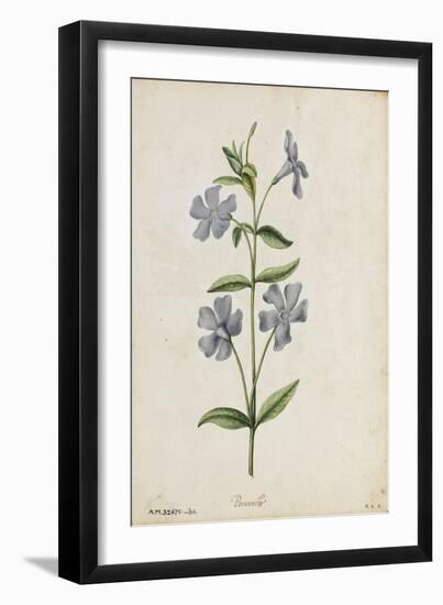 Botanical Study of Periwinkle-Jacques Le Moyne De Morgues-Framed Giclee Print
