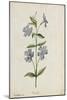 Botanical Study of Periwinkle-Jacques Le Moyne De Morgues-Mounted Giclee Print