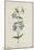 Botanical Study of Periwinkle-Jacques Le Moyne De Morgues-Mounted Giclee Print