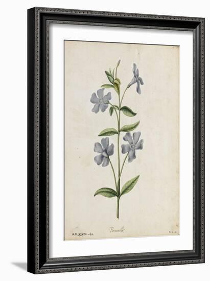 Botanical Study of Periwinkle-Jacques Le Moyne De Morgues-Framed Giclee Print