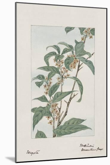 Botanical Study - Plant-Megata Morikaga-Mounted Giclee Print