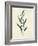 Botanical Study V-Julia Purinton-Framed Art Print