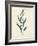 Botanical Study V-Julia Purinton-Framed Art Print