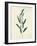 Botanical Study V-Julia Purinton-Framed Art Print