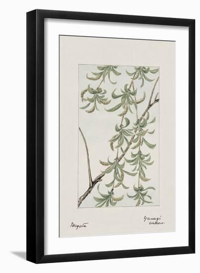 Botanical Study - Willow-Megata Morikaga-Framed Giclee Print