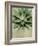 Botanical Study-The Vintage Collection-Framed Giclee Print