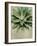 Botanical Study-The Vintage Collection-Framed Giclee Print