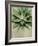 Botanical Study-The Vintage Collection-Framed Giclee Print