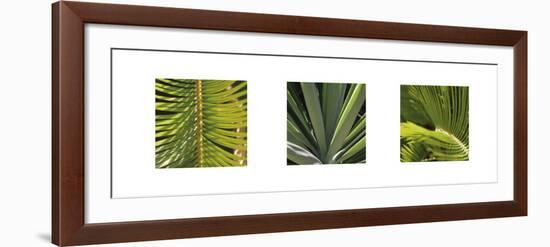 Botanical Triptych II-Tony Koukos-Framed Art Print