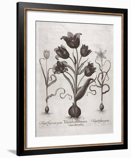 Botanical VII-Basilius Besler-Framed Premium Giclee Print