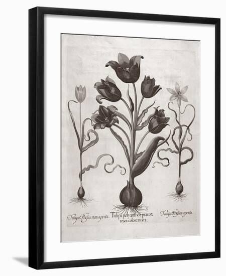 Botanical VII-Basilius Besler-Framed Premium Giclee Print