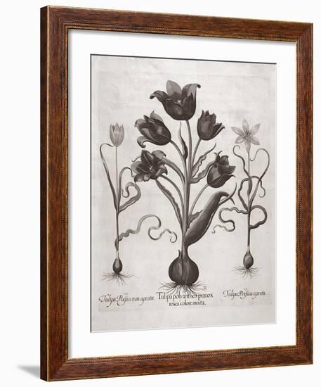 Botanical VII-Basilius Besler-Framed Premium Giclee Print