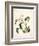 Botanical Watercolour: Orchid, Coelogyne Interrupta-Samuel Holden-Framed Giclee Print