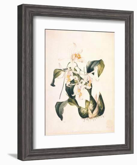 Botanical Watercolour: Orchid, Coelogyne Interrupta-Samuel Holden-Framed Giclee Print