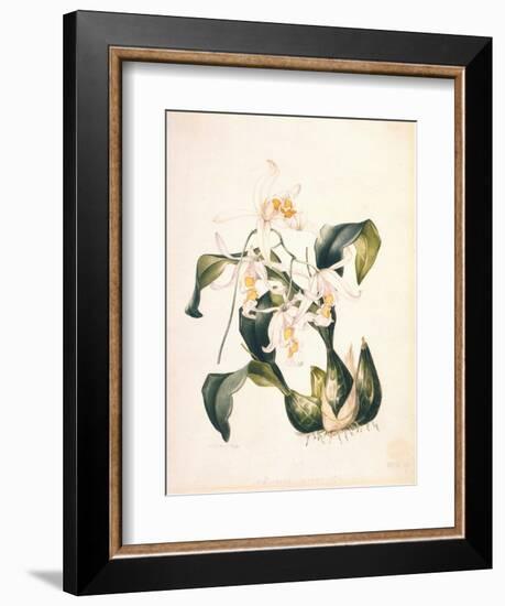 Botanical Watercolour: Orchid, Coelogyne Interrupta-Samuel Holden-Framed Giclee Print