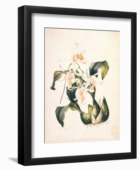 Botanical Watercolour: Orchid, Coelogyne Interrupta-Samuel Holden-Framed Giclee Print