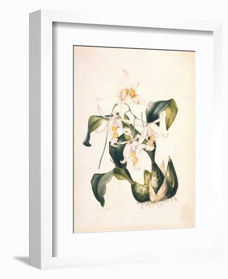 Botanical Watercolour: Orchid, Coelogyne Interrupta-Samuel Holden-Framed Giclee Print