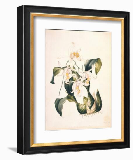 Botanical Watercolour: Orchid, Coelogyne Interrupta-Samuel Holden-Framed Giclee Print