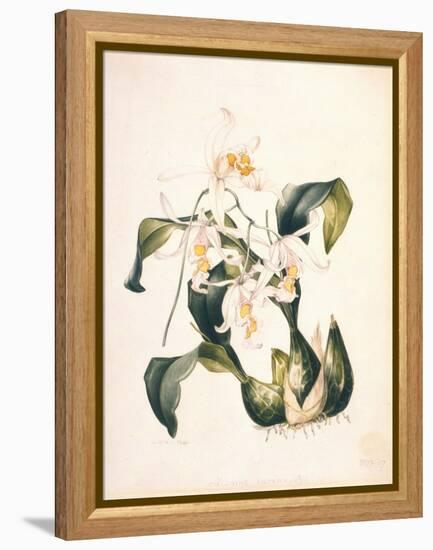 Botanical Watercolour: Orchid, Coelogyne Interrupta-Samuel Holden-Framed Premier Image Canvas