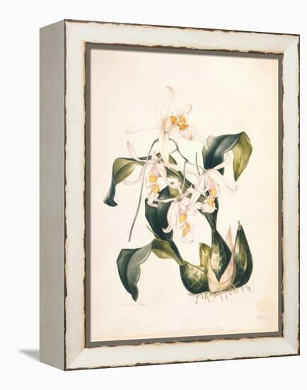 Botanical Watercolour: Orchid, Coelogyne Interrupta-Samuel Holden-Framed Premier Image Canvas