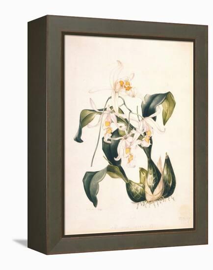 Botanical Watercolour: Orchid, Coelogyne Interrupta-Samuel Holden-Framed Premier Image Canvas