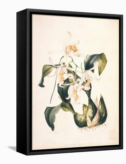 Botanical Watercolour: Orchid, Coelogyne Interrupta-Samuel Holden-Framed Premier Image Canvas