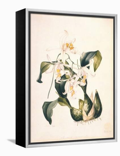 Botanical Watercolour: Orchid, Coelogyne Interrupta-Samuel Holden-Framed Premier Image Canvas