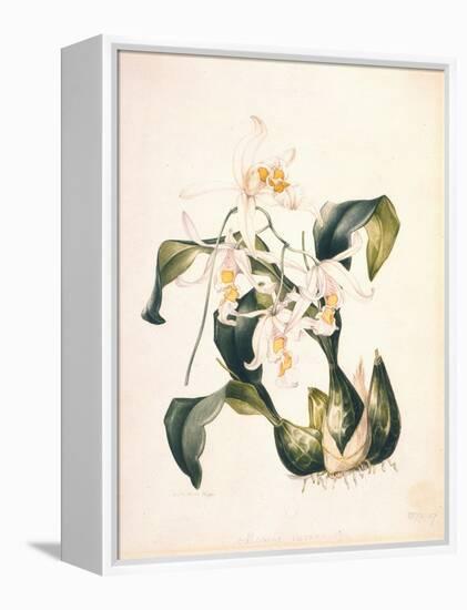 Botanical Watercolour: Orchid, Coelogyne Interrupta-Samuel Holden-Framed Premier Image Canvas