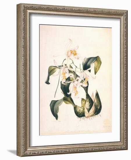 Botanical Watercolour: Orchid, Coelogyne Interrupta-Samuel Holden-Framed Giclee Print