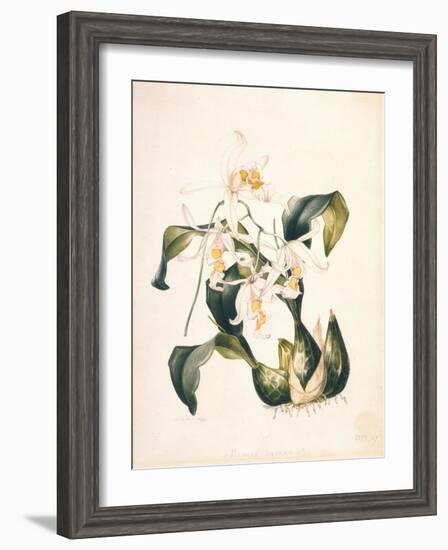 Botanical Watercolour: Orchid, Coelogyne Interrupta-Samuel Holden-Framed Giclee Print
