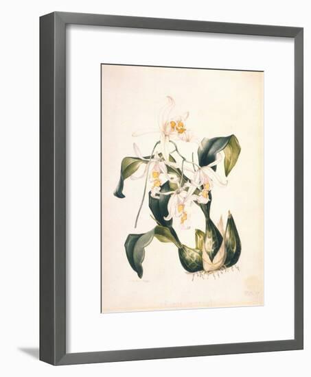 Botanical Watercolour: Orchid, Coelogyne Interrupta-Samuel Holden-Framed Giclee Print