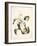 Botanical Watercolour: Orchid, Coelogyne Interrupta-Samuel Holden-Framed Giclee Print