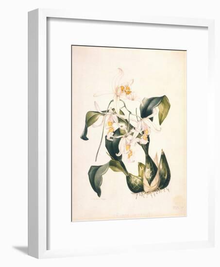 Botanical Watercolour: Orchid, Coelogyne Interrupta-Samuel Holden-Framed Giclee Print