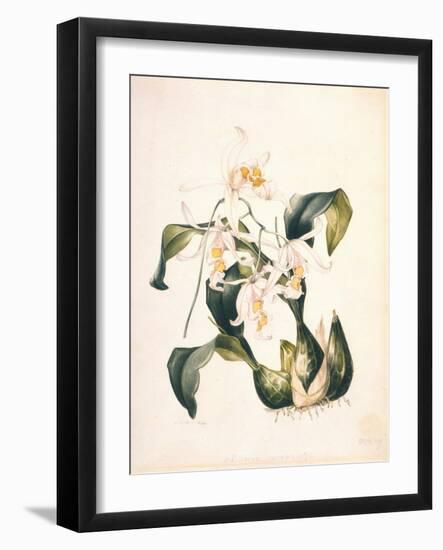 Botanical Watercolour: Orchid, Coelogyne Interrupta-Samuel Holden-Framed Giclee Print