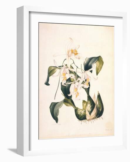 Botanical Watercolour: Orchid, Coelogyne Interrupta-Samuel Holden-Framed Giclee Print