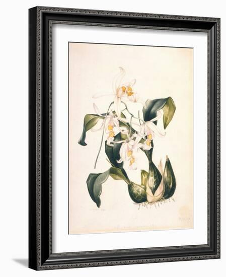 Botanical Watercolour: Orchid, Coelogyne Interrupta-Samuel Holden-Framed Giclee Print