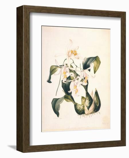 Botanical Watercolour: Orchid, Coelogyne Interrupta-Samuel Holden-Framed Premium Giclee Print