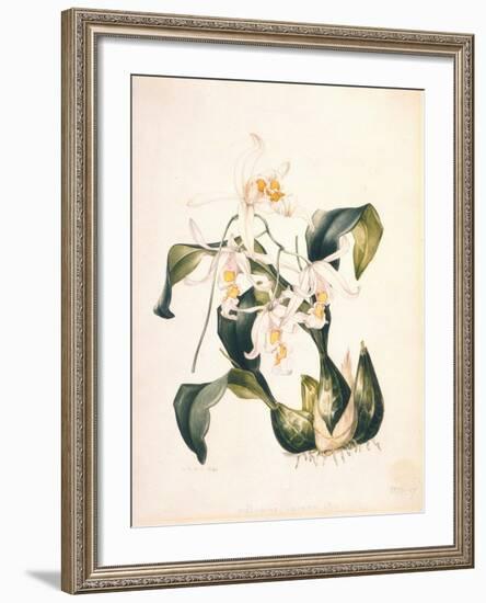 Botanical Watercolour: Orchid, Coelogyne Interrupta-Samuel Holden-Framed Giclee Print