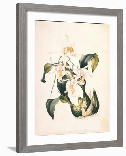 Botanical Watercolour: Orchid, Coelogyne Interrupta-Samuel Holden-Framed Giclee Print