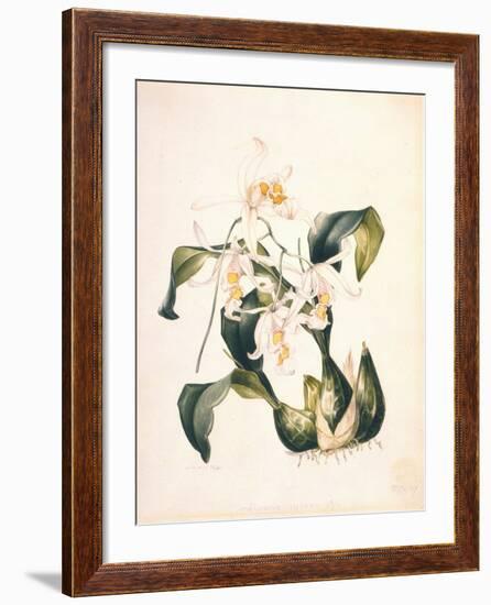 Botanical Watercolour: Orchid, Coelogyne Interrupta-Samuel Holden-Framed Giclee Print