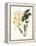 Botanical Watercolour: Orchid, Dendrobium Farmerii-Samuel Holden-Framed Premier Image Canvas