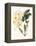 Botanical Watercolour: Orchid, Dendrobium Farmerii-Samuel Holden-Framed Premier Image Canvas