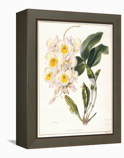 Botanical Watercolour: Orchid, Dendrobium Farmerii-Samuel Holden-Framed Premier Image Canvas