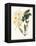 Botanical Watercolour: Orchid, Dendrobium Farmerii-Samuel Holden-Framed Premier Image Canvas