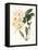 Botanical Watercolour: Orchid, Dendrobium Farmerii-Samuel Holden-Framed Premier Image Canvas